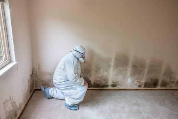 Best Certified Mold Removal  in Hornsby Bend, TX